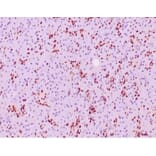 Immunohistochemistry - Anti-SOX9 Antibody [SOX9/2387] - BSA and Azide free (A278388) - Antibodies.com