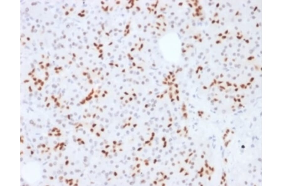Immunohistochemistry - Anti-SOX9 Antibody [SOX9/2387] - BSA and Azide free (A278388) - Antibodies.com