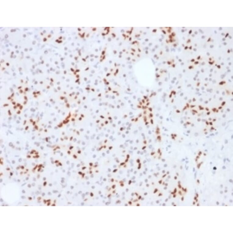 Immunohistochemistry - Anti-SOX9 Antibody [SOX9/2387] - BSA and Azide free (A278388) - Antibodies.com