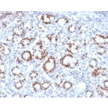 Immunohistochemistry - Anti-SOX9 Antibody [SOX9/2387] - BSA and Azide free (A278388) - Antibodies.com