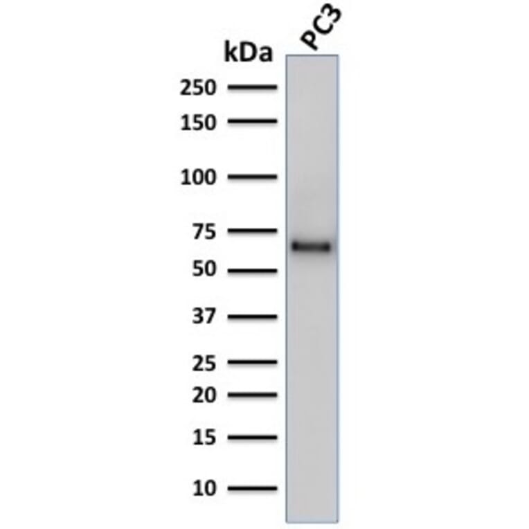 Western Blot - Anti-SOX9 Antibody [SOX9/2387] - BSA and Azide free (A278388) - Antibodies.com