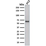 Western Blot - Anti-SOX9 Antibody [SOX9/2387] - BSA and Azide free (A278388) - Antibodies.com