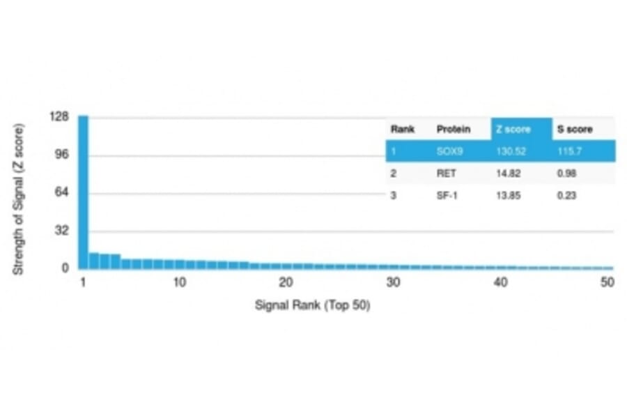 Protein Array - Anti-SOX9 Antibody [SOX9/2387] - BSA and Azide free (A278388) - Antibodies.com