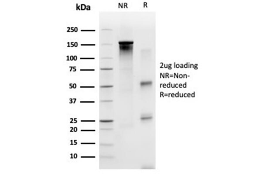 SDS-PAGE - Anti-SP100 Antibody [PCRP-SP100-1B9] - BSA and Azide free (A278390) - Antibodies.com
