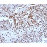 Immunohistochemistry - Anti-SP100 Antibody [PCRP-SP100-1B9] - BSA and Azide free (A278390) - Antibodies.com