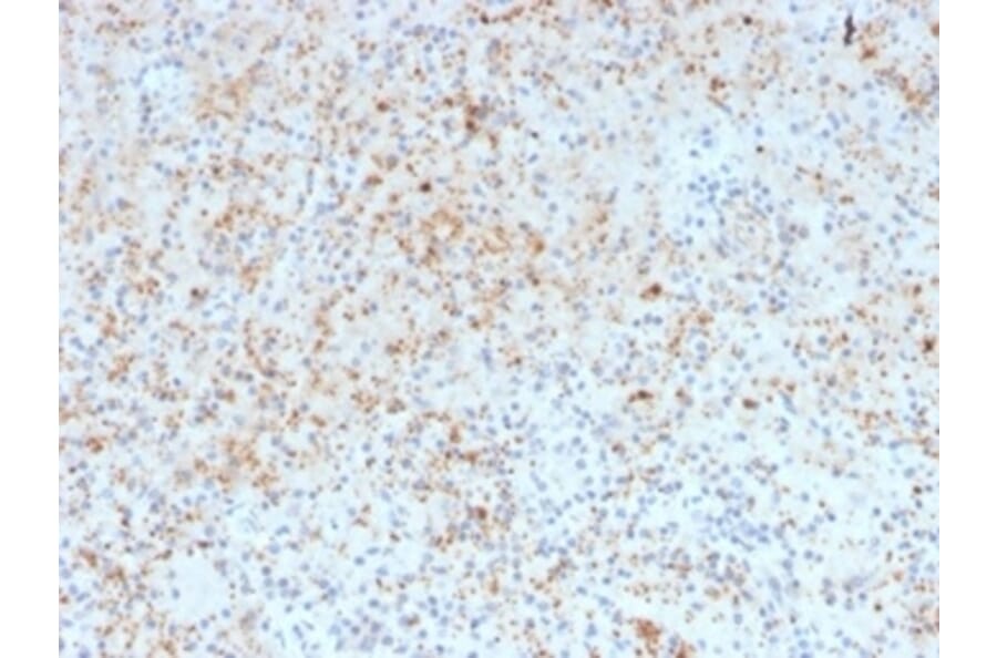 Immunohistochemistry - Anti-SPARC Antibody [OSTN/3932] - BSA and Azide free (A278391) - Antibodies.com