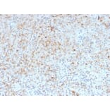 Immunohistochemistry - Anti-SPARC Antibody [OSTN/3932] - BSA and Azide free (A278391) - Antibodies.com
