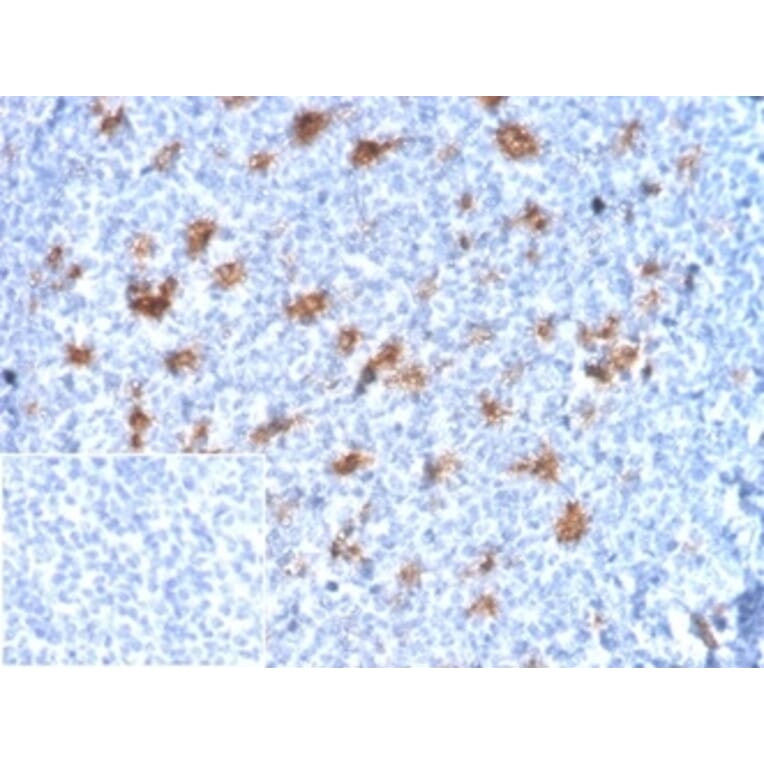 Immunohistochemistry - Anti-SPARC Antibody [OSTN/3932] - BSA and Azide free (A278391) - Antibodies.com