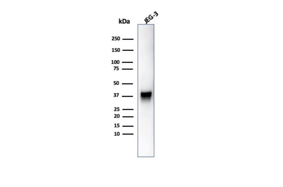 Western Blot - Anti-SPARC Antibody [OSTN/3755] - BSA and Azide free (A278394) - Antibodies.com