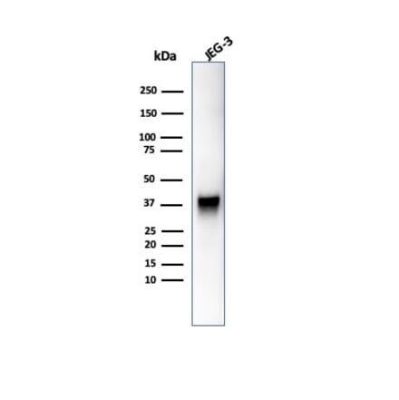 Western Blot - Anti-SPARC Antibody [OSTN/3755] - BSA and Azide free (A278394) - Antibodies.com