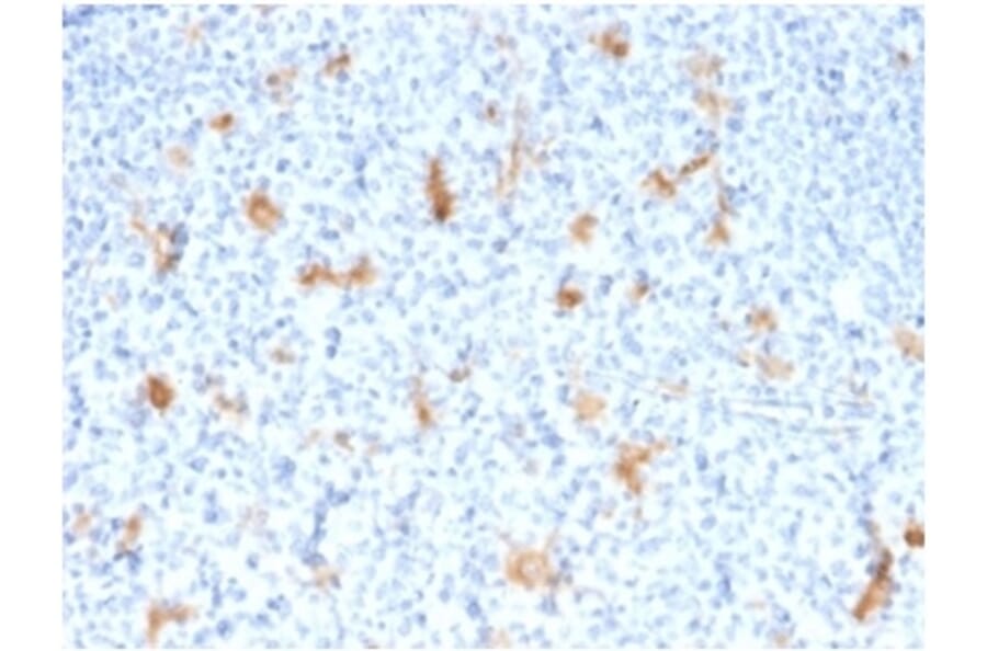 Immunohistochemistry - Anti-SPARC Antibody [OSTN/3755] - BSA and Azide free (A278394) - Antibodies.com