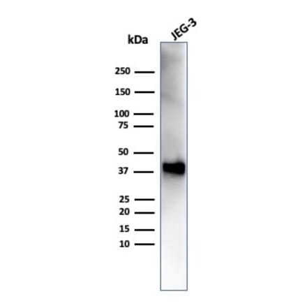 Western Blot - Anti-SPARC Antibody [OSTN/3758] - BSA and Azide free (A278395) - Antibodies.com