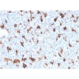 Immunohistochemistry - Anti-SPARC Antibody [OSTN/3758] - BSA and Azide free (A278395) - Antibodies.com