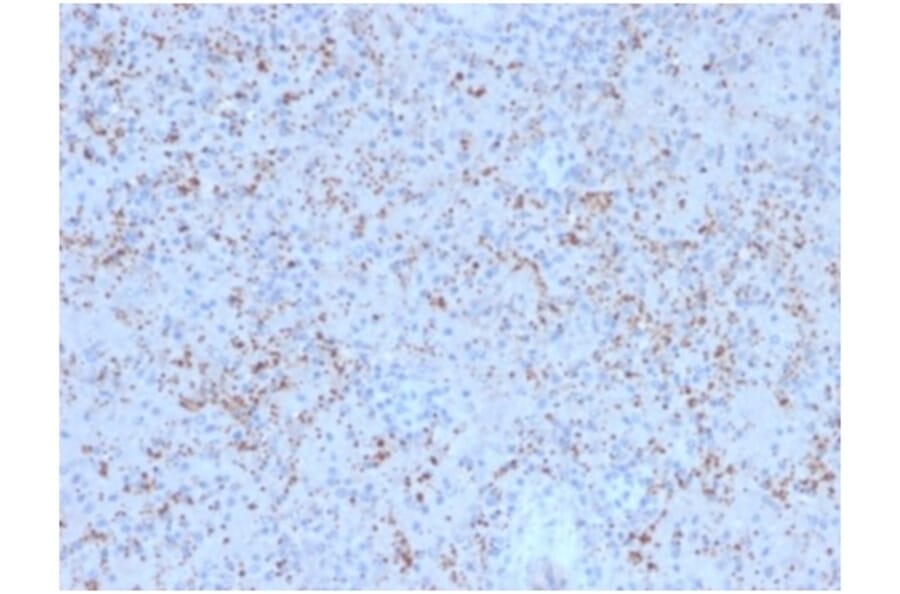 Immunohistochemistry - Anti-SPARC Antibody [OSTN/3758] - BSA and Azide free (A278395) - Antibodies.com