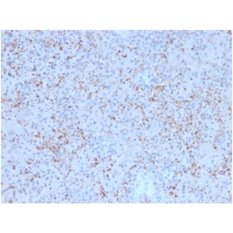 Immunohistochemistry - Anti-SPARC Antibody [OSTN/3758] - BSA and Azide free (A278395) - Antibodies.com