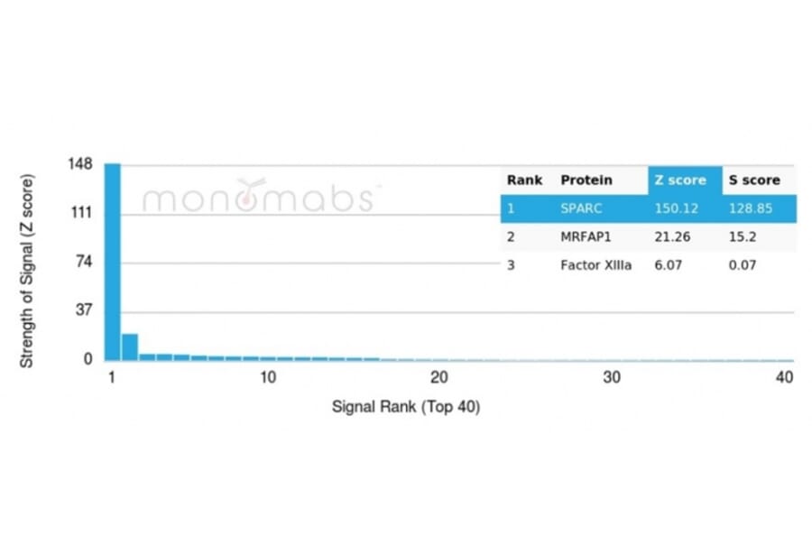 Protein Array - Anti-SPARC Antibody [OSTN/3758] - BSA and Azide free (A278395) - Antibodies.com