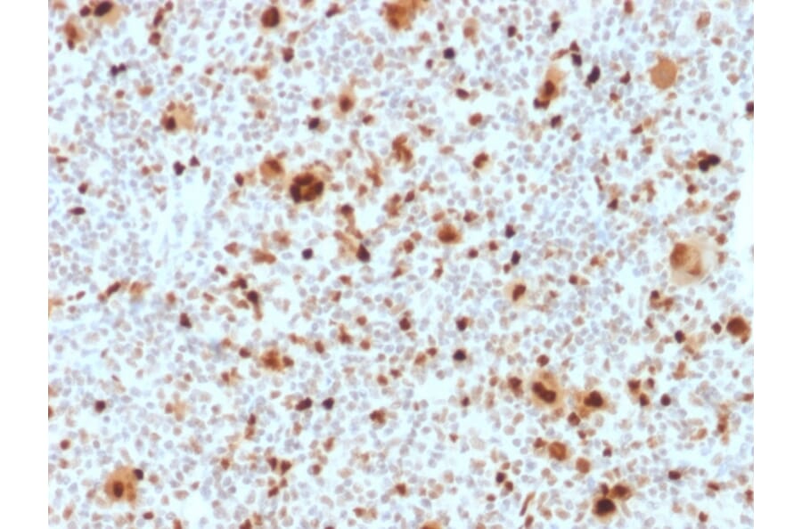 Immunohistochemistry - Anti-PU.1 Antibody [PU1/2118] - BSA and Azide free (A278397) - Antibodies.com