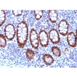 Immunohistochemistry - Anti-PU.1 Antibody [PU1/2118] - BSA and Azide free (A278397) - Antibodies.com