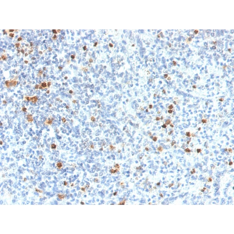 Immunohistochemistry - Anti-PU.1 Antibody [PU1/2118] - BSA and Azide free (A278397) - Antibodies.com