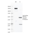 SDS-PAGE - Anti-PU.1 Antibody [PU1/2118] - BSA and Azide free (A278397) - Antibodies.com