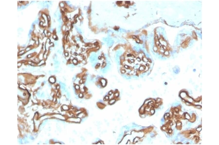 Immunohistochemistry - Anti-alpha II Spectrin Antibody [SPTAN1/3505] - BSA and Azide free (A278398) - Antibodies.com