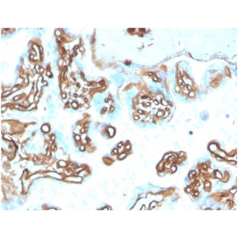 Immunohistochemistry - Anti-alpha II Spectrin Antibody [SPTAN1/3505] - BSA and Azide free (A278398) - Antibodies.com