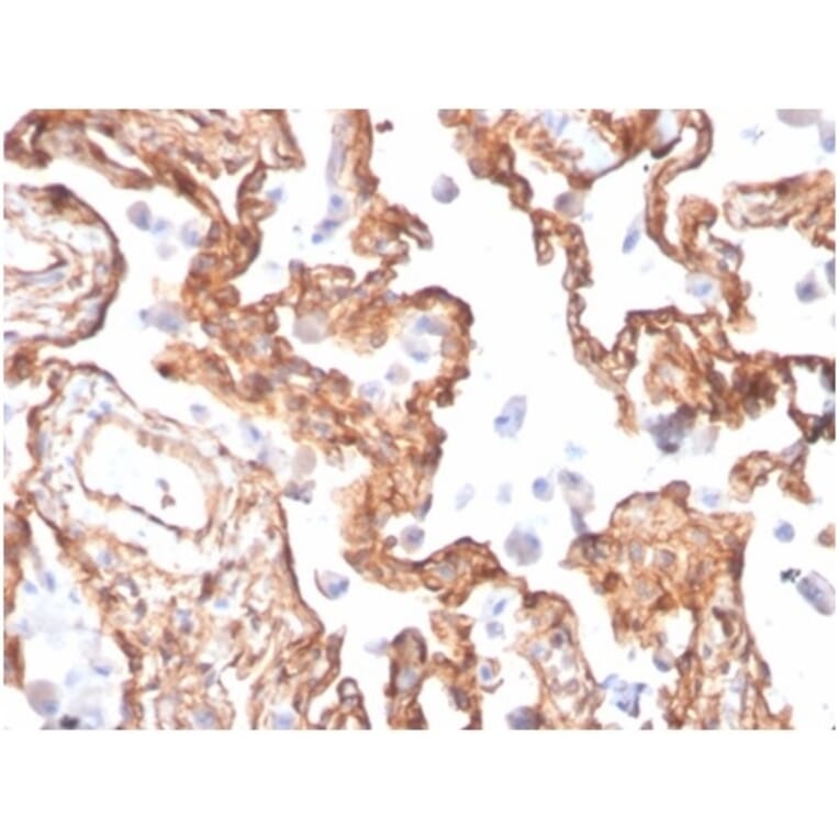 Immunohistochemistry - Anti-alpha II Spectrin Antibody [SPTAN1/3505] - BSA and Azide free (A278398) - Antibodies.com