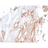 Immunohistochemistry - Anti-alpha II Spectrin Antibody [SPTAN1/3506] - BSA and Azide free (A278399) - Antibodies.com