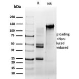 SDS-PAGE - Anti-Serum Response Factor Antibody [PCRP-SRF-1F1] - BSA and Azide free (A278402) - Antibodies.com