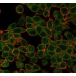 Immunofluorescence - Anti-Serum Response Factor Antibody [PCRP-SRF-1F1] - BSA and Azide free (A278402) - Antibodies.com