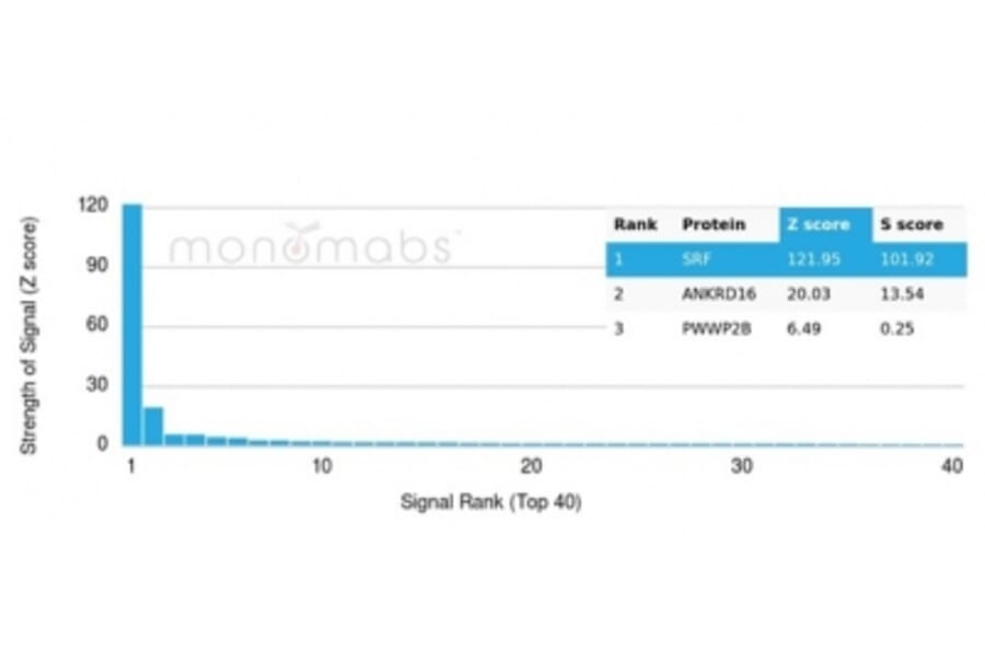 Protein Array - Anti-Serum Response Factor Antibody [PCRP-SRF-1F1] - BSA and Azide free (A278402) - Antibodies.com