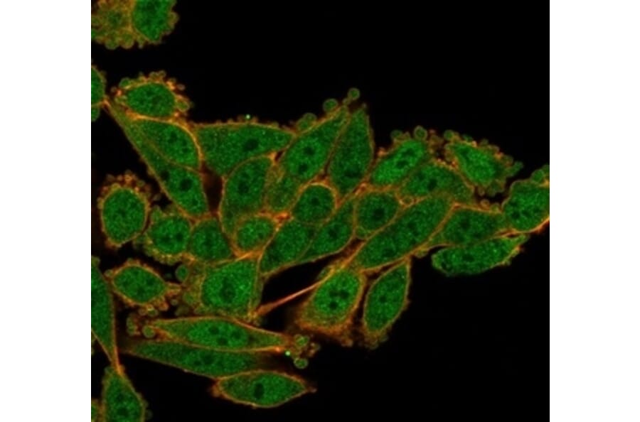 Immunofluorescence - Anti-Serum Response Factor Antibody [PCRP-SRF-1F7] - BSA and Azide free (A278403) - Antibodies.com