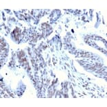 Immunohistochemistry - Anti-Serum Response Factor Antibody [PCRP-SRF-1F7] - BSA and Azide free (A278403) - Antibodies.com