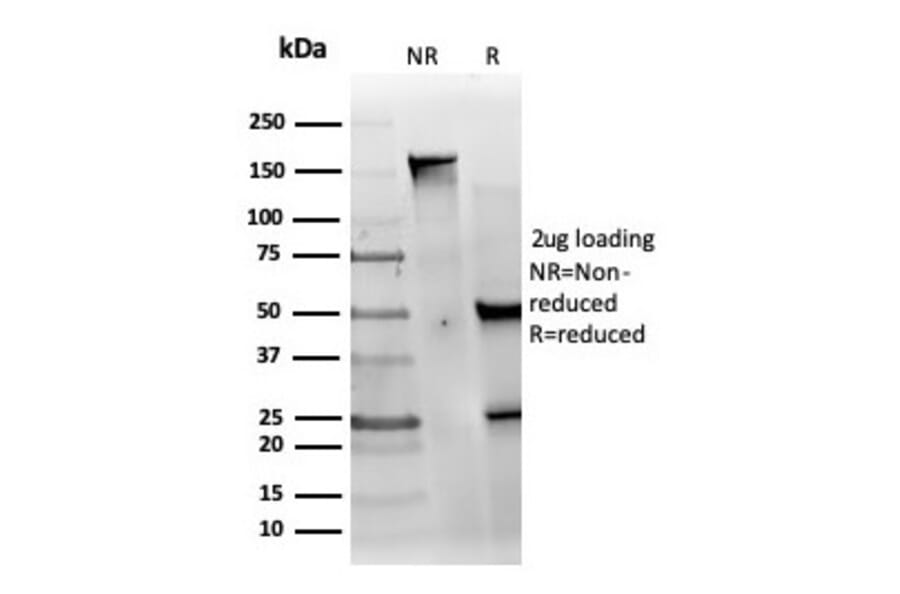 SDS-PAGE - Anti-MED22 Antibody [PCRP-MED22-1E4] - BSA and Azide free (A278404) - Antibodies.com