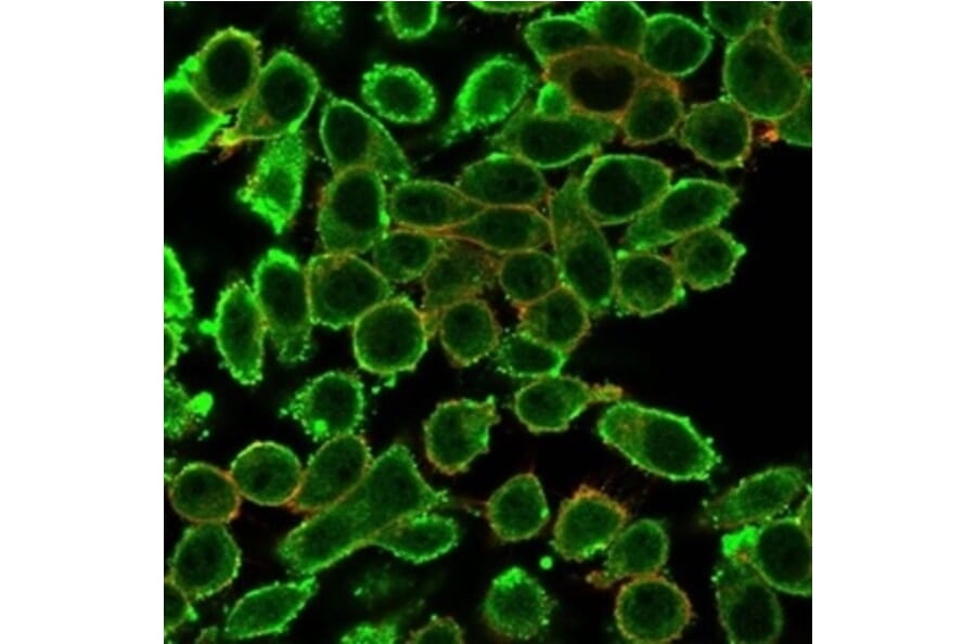 Immunofluorescence - Anti-MED22 Antibody [PCRP-MED22-1E4] - BSA and Azide free (A278404) - Antibodies.com
