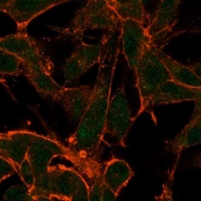 Immunofluorescence - Anti-MED22 Antibody [PCRP-MED22-2A7] - BSA and Azide free (A278405) - Antibodies.com