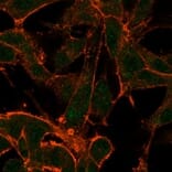 Immunofluorescence - Anti-MED22 Antibody [PCRP-MED22-2A7] - BSA and Azide free (A278405) - Antibodies.com