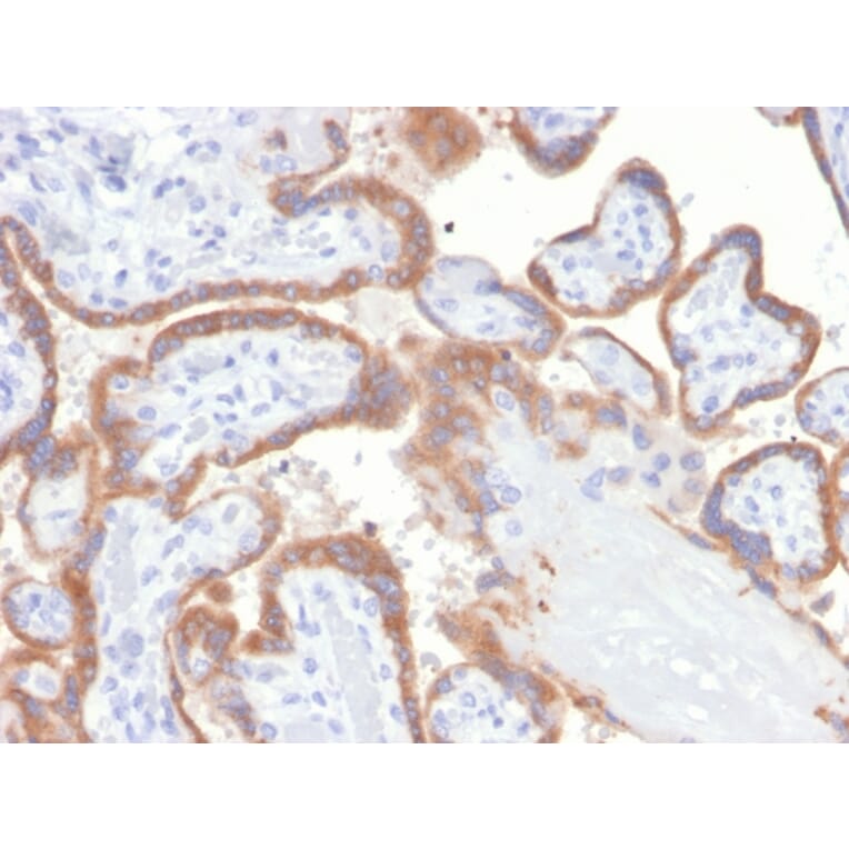 Immunohistochemistry - Anti-TIMP2 Antibody [TIMP2/4477] - BSA and Azide free (A278409) - Antibodies.com