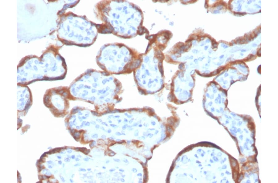 Immunohistochemistry - Anti-TIMP2 Antibody [TIMP2/4477] - BSA and Azide free (A278409) - Antibodies.com