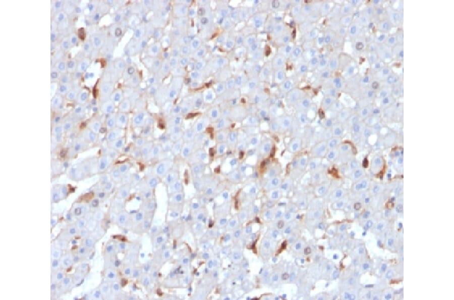 Immunohistochemistry - Anti-C1QB Antibody [C1QB/2962] - BSA and Azide free (A278410) - Antibodies.com