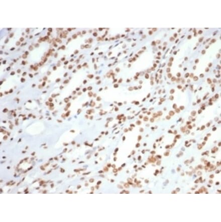 Immunohistochemistry - Anti-Ku80 Antibody [XRCC5/7315] - BSA and Azide free (A278412) - Antibodies.com