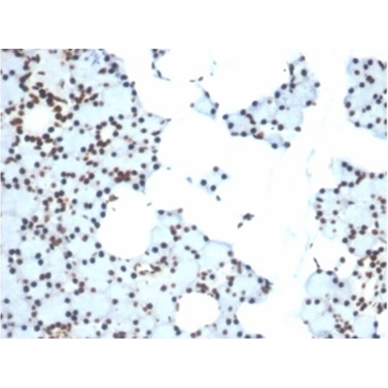 Immunohistochemistry - Anti-Ku80 Antibody [XRCC5/7315] - BSA and Azide free (A278412) - Antibodies.com