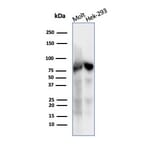 Western Blot - Anti-Ku80 Antibody [XRCC5/7317] - BSA and Azide free (A278413) - Antibodies.com