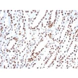 Immunohistochemistry - Anti-Ku80 Antibody [XRCC5/7318] - BSA and Azide free (A278414) - Antibodies.com