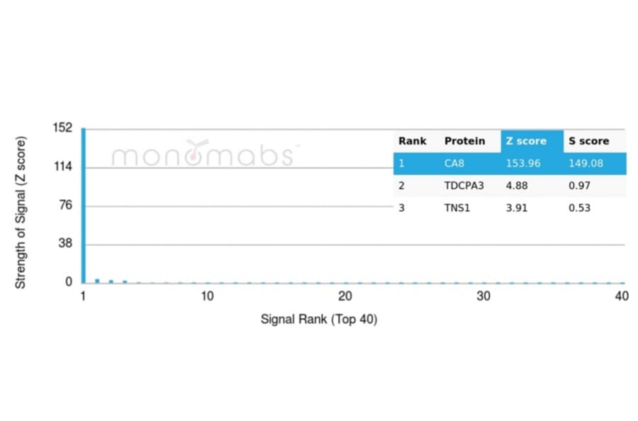 Protein Array - Anti-Carbonic Anhydrase VIII Antibody [CA8/6572] - BSA and Azide free (A278415) - Antibodies.com