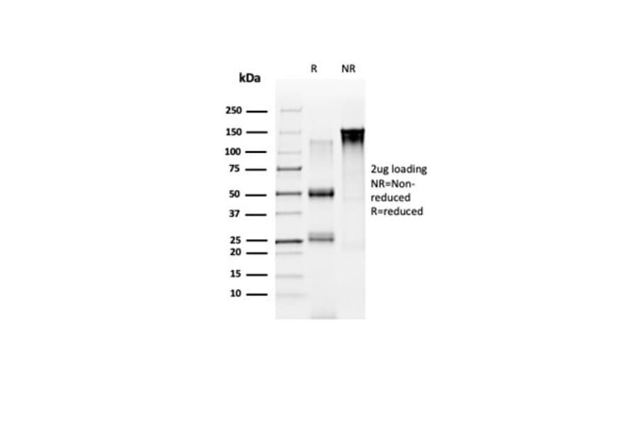 SDS-PAGE - Anti-NOC4L Antibody [PCRP-NOC4L-1B2] - BSA and Azide free (A278416) - Antibodies.com