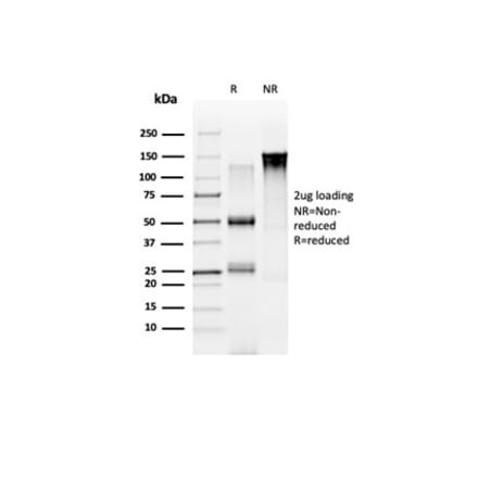 SDS-PAGE - Anti-NOC4L Antibody [PCRP-NOC4L-1B2] - BSA and Azide free (A278416) - Antibodies.com