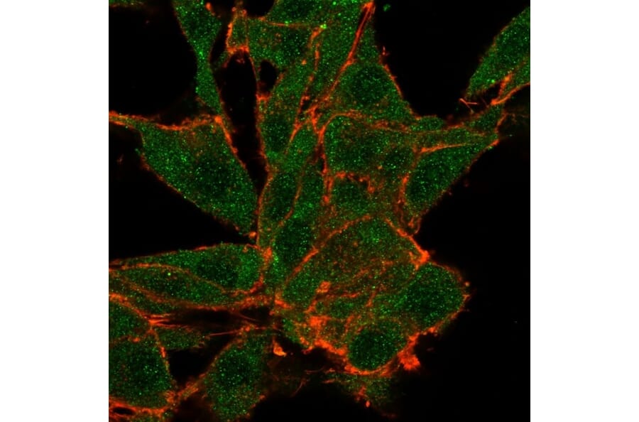 Immunofluorescence - Anti-NOC4L Antibody [PCRP-NOC4L-1B2] - BSA and Azide free (A278416) - Antibodies.com