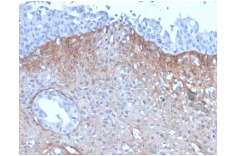 Immunohistochemistry - Anti-FGF23 Antibody [FGF23/4171] - BSA and Azide free (A278418) - Antibodies.com