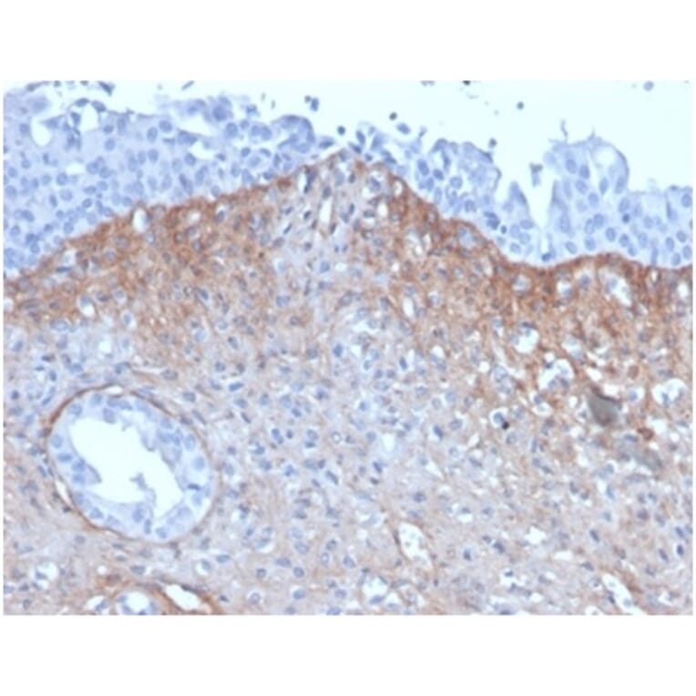 Immunohistochemistry - Anti-FGF23 Antibody [FGF23/4171] - BSA and Azide free (A278418) - Antibodies.com